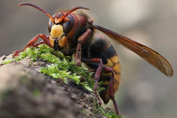 Frelon européen (Vespa crabro) : abdomen jaune rayé de brun, pattes brunes, plus gros que le frelon asiatique